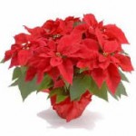 Red Poinsettia with Red Foil Pot Cover